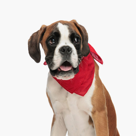 precious little boxer puppy with red bandana looking away and panting in front of white background in studioの写真素材