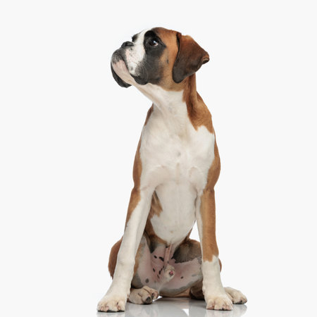 cute little boxer puppy sitting in front of white background and looking up side in studioの写真素材