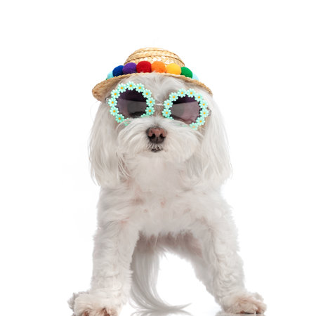 cute bichon puppy with flowers sunglasses and hat standing and looking forward on white backgroundの写真素材