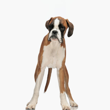 picture of cute little boxer dog looking away while standing on white background in studioの写真素材