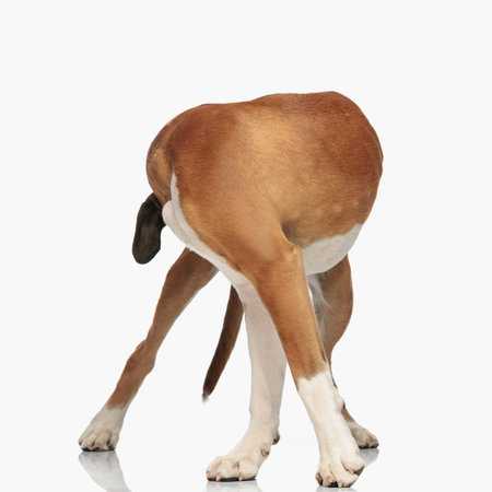 cute brown boxer dog looking behind while standing in front of white background in studioの写真素材