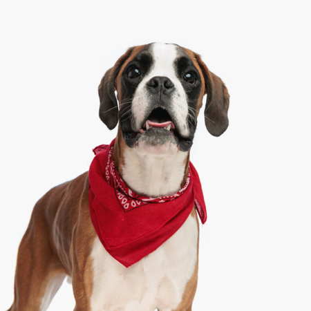 happy boxer dog with red bandana around neck panting with tongue out and standing in front of white background in studioの写真素材