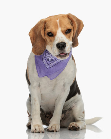 adorable beagle puppy with purple bandana sitting, panting and showing tongue while looking forward on white backgroundの写真素材