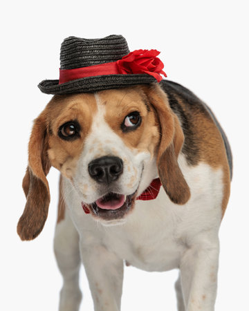 adorable beagle dog wearing hat and bowtie and looking to side while panting and standing in front of white background in studioの写真素材