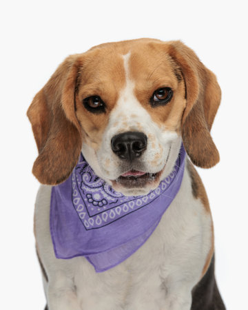 portrait of cute beagle wearing purple bandana, looking forward and panting in front of white background while sitting in studioの写真素材