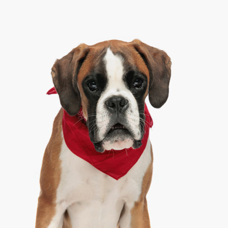 portrait of shocked little boxer dog with red bandana around neck looking forward with mouth opened and sitting on white backgroundの写真素材