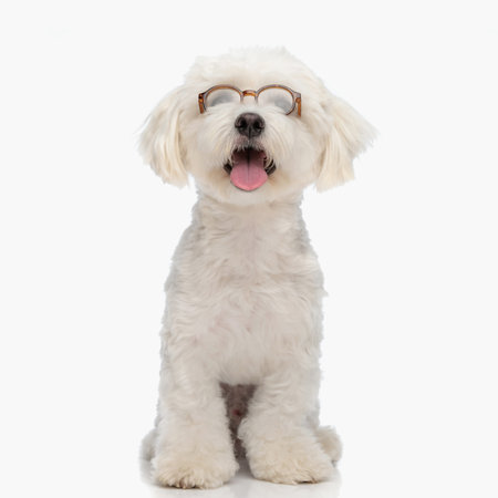 adorable bichon puppy with glasses looking up and sticking out tongue, panting and sitting on white backgroundの写真素材