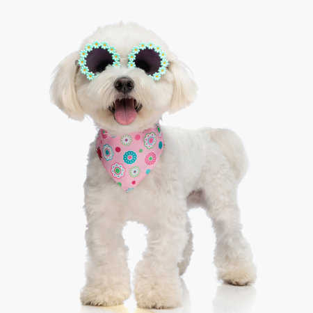 precious little bichon puppy sticking out tongue and panting while standing in front of white background and wearing sunglasses and bandanaの写真素材