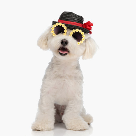 sweet bichoon doggy with hat and sunglasses sticking out tongue and panting while sitting on white backgroundの写真素材