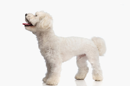 side view of precious little bichon dog sticking out tongue and looking up while sitting on white background in studioの写真素材