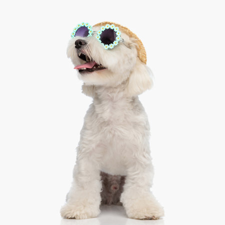 beautiful bichon dog with sunglasses and hat looking up and panting while sitting in front of white background in studioの写真素材