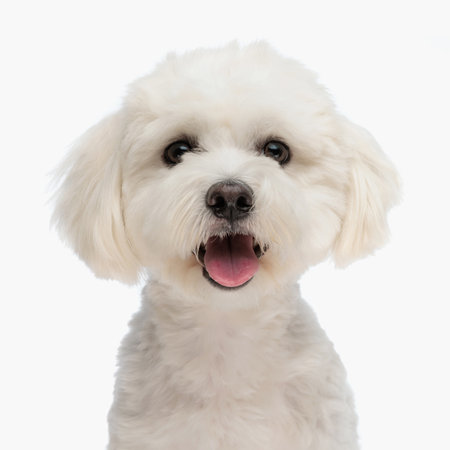 portrait of beautiful bichon puppy with fluffy fur sticking out tongue and looking forward in front of white background in studioの写真素材