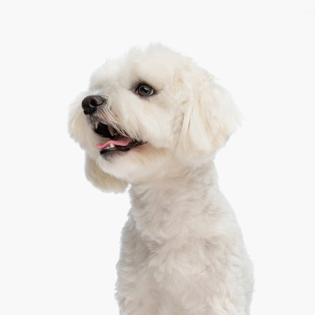 adorable little bichon dog looking to side with tongue exposed and barking in front of white background in studioの写真素材