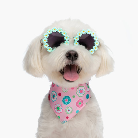 sweet bichon puppy with pink bandana and sunglasses sticking out tongue and panting on white backgroundの写真素材
