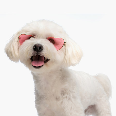 beautiful bichon dog with sunglasses sticking out tongue and panting while standing on white background in studioの写真素材