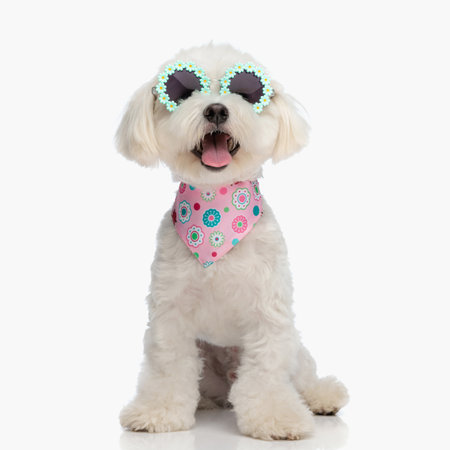 adorable bichon puppy sticking out tongue while wearing bandana and sunglasses and sitting on white backgroundの写真素材
