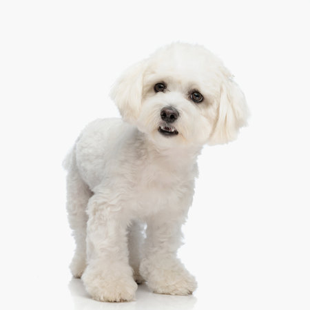 cute little bichon dog standing, opening mouth and growling in front of white background in studioの写真素材