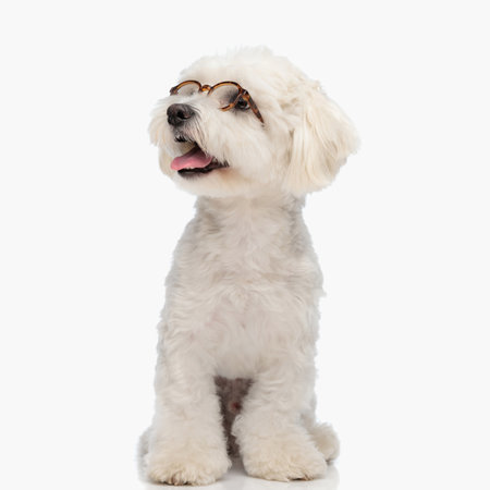 curious little bichon wearing glasses and panting while looking up and sitting in front of white background in studioの写真素材