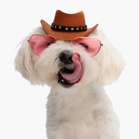 portrait of cute sheriff bichon dog with hat and glasses licking nose and sitting in front of white background in studioの写真素材