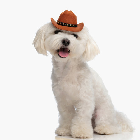 beautiful little bichon dog with cowboy hat sticking out tongue and panting while sitting in front of white background in studioの写真素材
