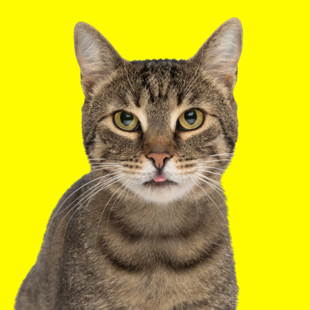 adorable tabby cat looking forward and sticking out tongue while sitting in front of yellow backgroundの写真素材