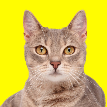 portrait of beautiful tabby cat laying down and looking forward on yellow background in studioの写真素材