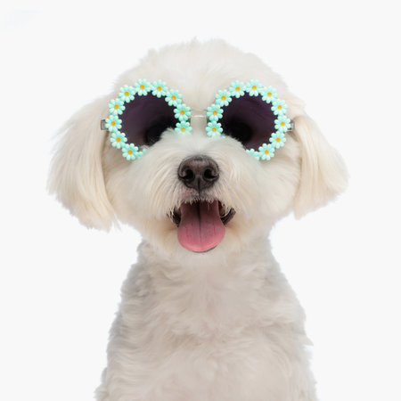 portrait of precious little bichon dog with flowers sunglasses panting and sticking out tongue while sitting on white backgroundの写真素材