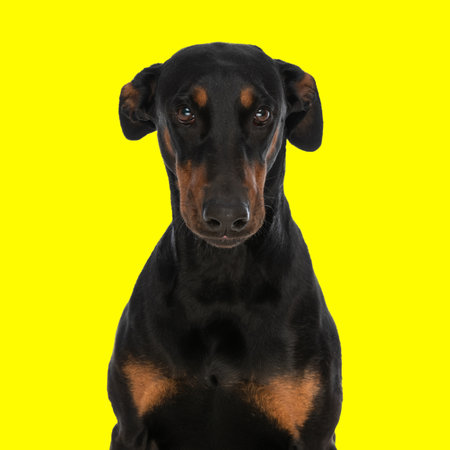 portrait of shy little dobermann puppy sitting and looking forward in front of yellow backgroundの写真素材