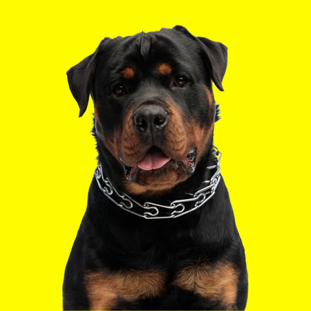 beautiful rottweiler dog looking forward and panting while sitting in front of yellow backgroundの写真素材