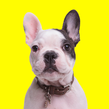 adorable french bulldog dog wearing collar, looking forward and sitting in front of yellow background in studioの写真素材