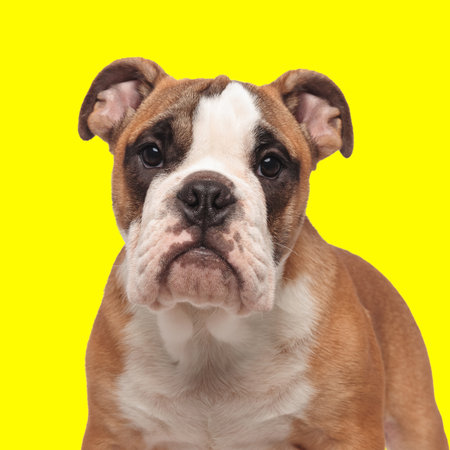 sweet english bulldog puppy looking forward and standing in front of yellow backgroundの写真素材