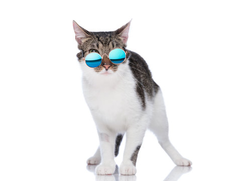 funny metis cat wearing retro sunglasses, looking forward and standing in front of white backgroundの写真素材