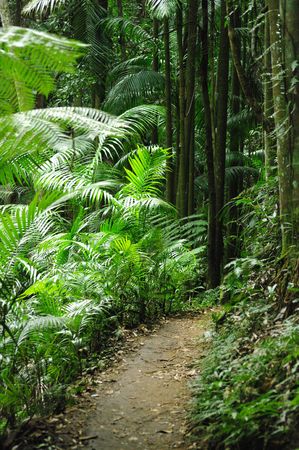walkway in a rainforrestの写真素材