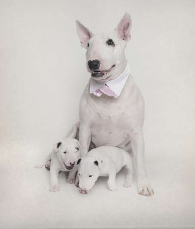 White Bull Terrier mom with her puppiesの写真素材