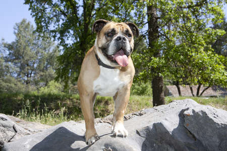 Bulldog posed on rocks outdoorsの写真素材