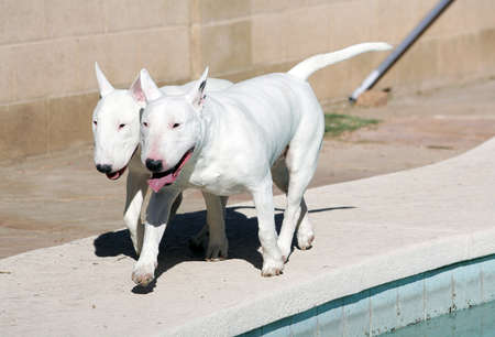 Two bull terriers walking around the poolの写真素材