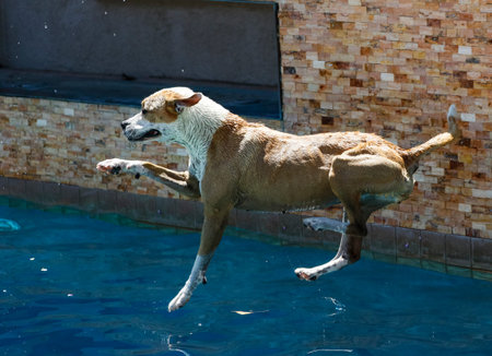 Dog touching down into the poolの写真素材