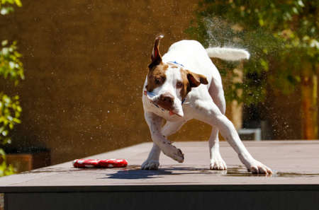 Dog making a face on the dock after shaking off waterの写真素材