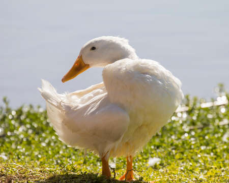 Duck grooming by the waterの写真素材