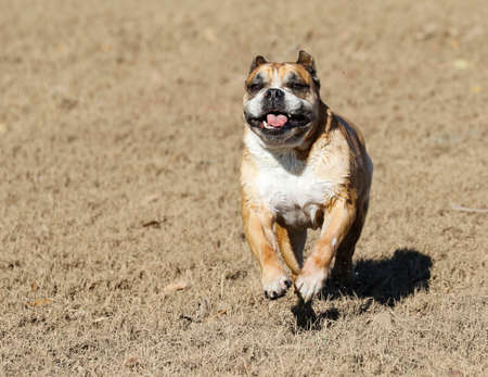 Bulldog, ears back running at the parkの写真素材