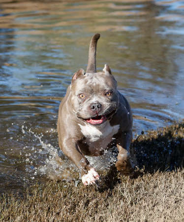 Bully dog playing in the water at the parkの写真素材