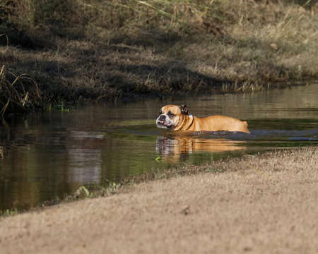 Bulldog swimming in water at the parkの写真素材