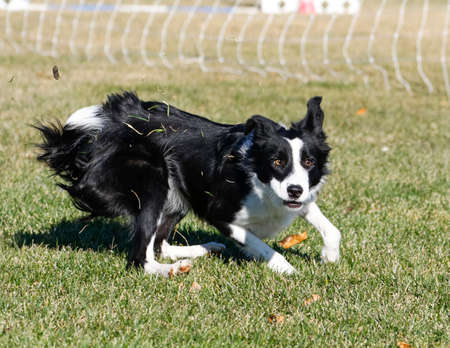 Border Collie playingの写真素材