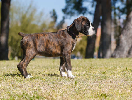 Profile of a boxer puppy at the parkの写真素材