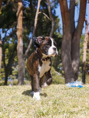 Boxer puppy with his ear flipped sillyの写真素材