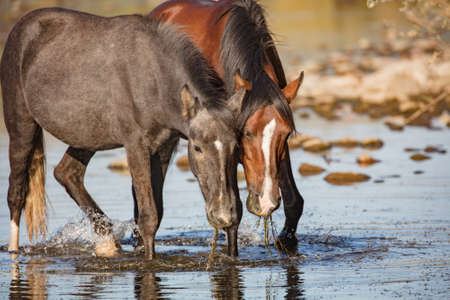 Two wild horses eating eel grassの写真素材