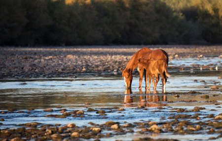 Wild mare and her foal on the riverの写真素材