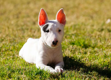 Bull terrier puppy posing in the grass for a portraitの写真素材