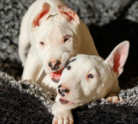 Bull terrier puppy chewing on sibling's earの写真素材