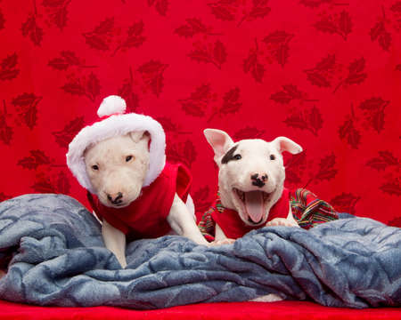 Two bull terrier puppies trying to sit still for their holiday portraitの写真素材